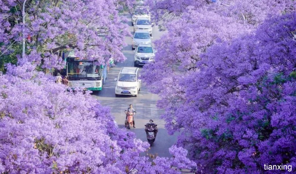 昆明新兴网红美景-蓝花楹