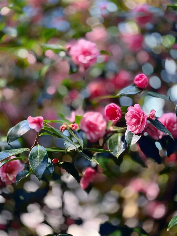 昆明旅游：昆明这座藏在山里的茶花园，300亩花海正怒放，再不去就晚了